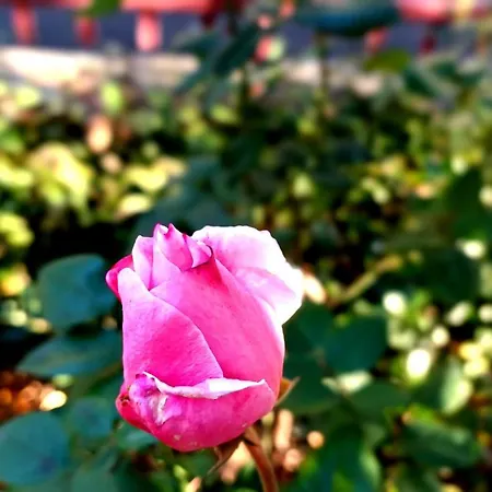 홈스테이 A Casa Del Console *